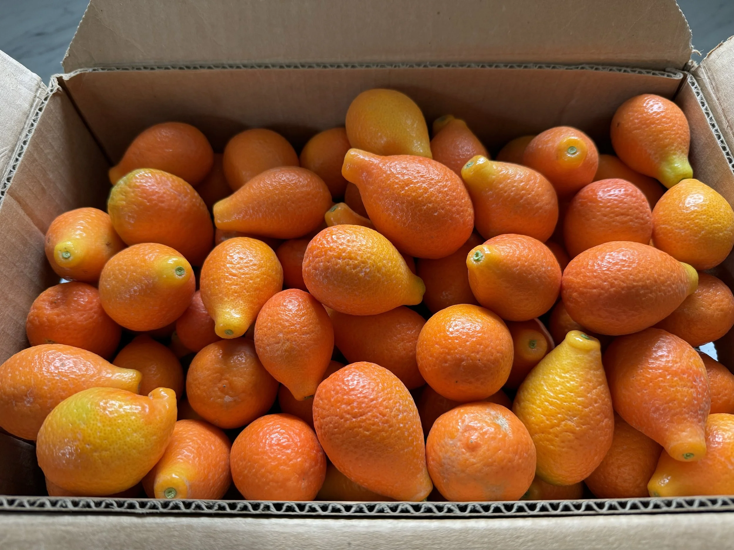 Citrus — Fruit World